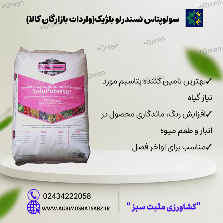 سولوپتاس تسندرلو بلژیکی